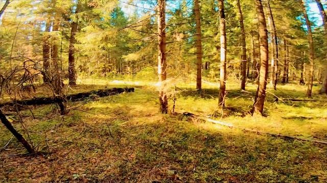 Sem Mer forest рассуждает о грибах !!! смотреть онлайн