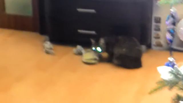 Прикол кошки Сима смотреть онлайн
