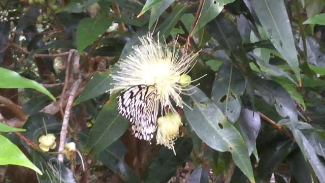 オオゴマダラ / Idea leuconoe clara　台湾墾丁国家公園　2016/03/23 butterfly of Taiwan, Kenting смотреть онлайн