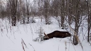Охота на лося с подхода. Дорогу осилит идущий 🐾❄🌲