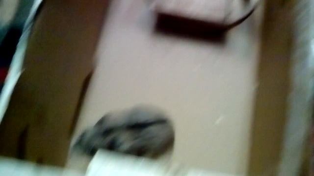 Мой хомяк Машка бегает смотреть онлайн