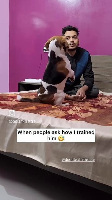 How I taught my dog to bark # #beagle #dogreel #funnydogvideos #trendingaudio #dogtraining #doodle смотреть онлайн