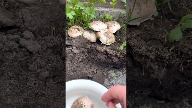 В мене выросли гриби🍄🍄🍄