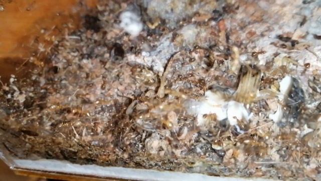 All you need to know about YELLOW CRAZY ANTS - Anoplolepis gracilipes смотреть онлайн