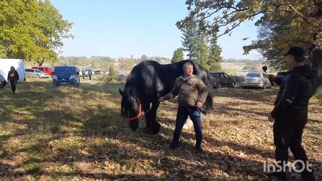 Коні ваговози👍😜 /Жеребець Гермес, Першерон /кіні змаганя 🔥👍 смотреть онлайн
