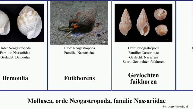Mollusca, orde Neogastropoda, familie Nassariidae helena Demoulia Whales Nassarius bifarius Clea смотреть онлайн
