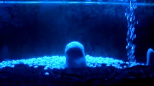 Sturioni смотреть онлайн