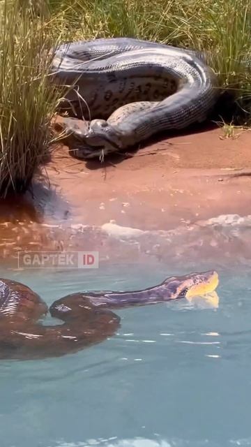 Terekam dengan Jelas Anaconda vs Piton #animals #amazingshorts #exploretheworld смотреть онлайн