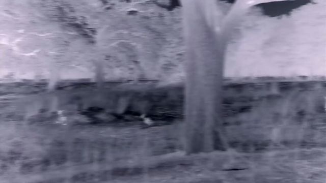 MK Pride Lionesses Weaponize Flirting to Distract Rival Lions | Love Nature смотреть онлайн