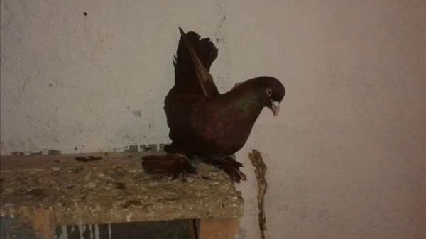 трофим голуби