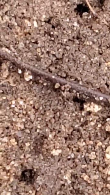 why choose Eastside ants extermination exterminators removal смотреть онлайн