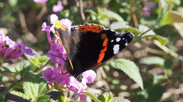 Mariposa Atalanta Vanessa atalanta libando néctar смотреть онлайн