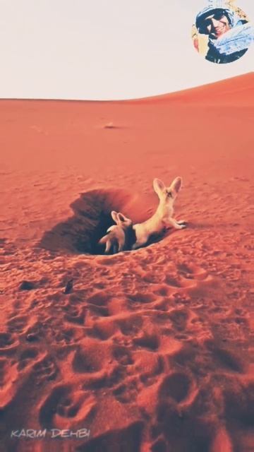 The Sahara desert Fennec - Fox смотреть онлайн