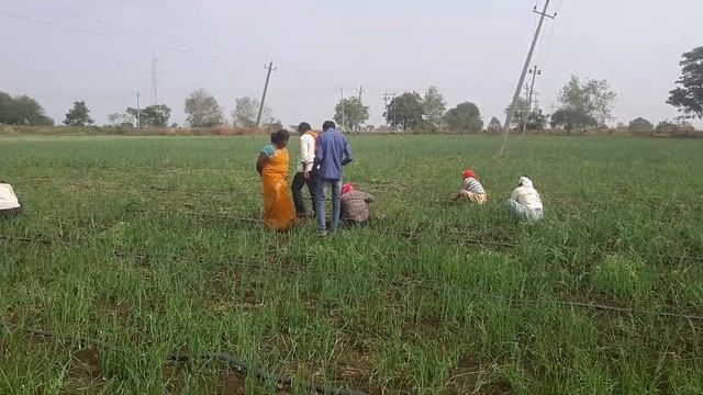 USE OF TRICHODERMA AND PSEUDOMONAS IN ONION CROP (3) смотреть онлайн