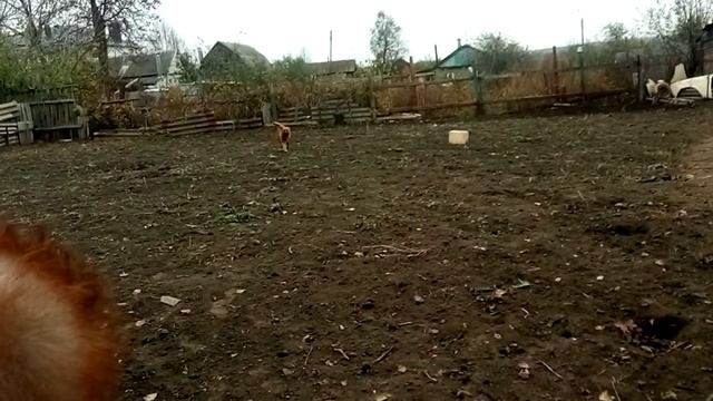 Самый лучший пес Соболь. смотреть онлайн