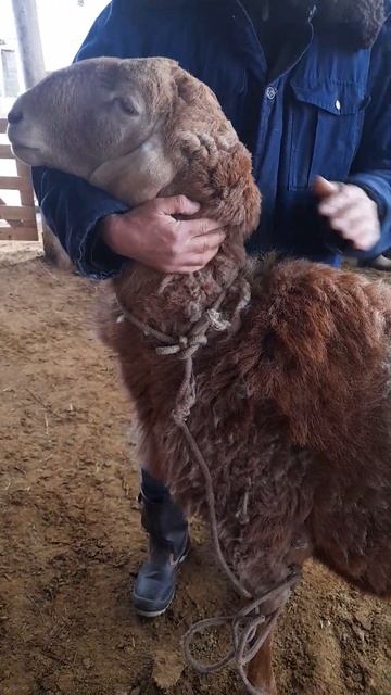 на продажу кочкор 4зуба рост 94см уши 20см цена 100000с тел 500 024 115 смотреть онлайн