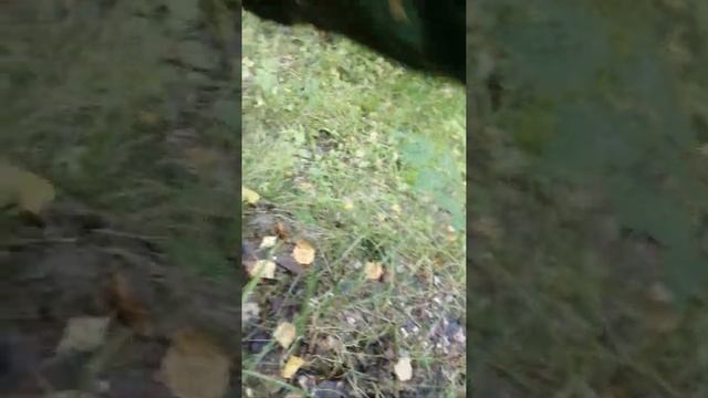 Дорога из грибов смотреть онлайн