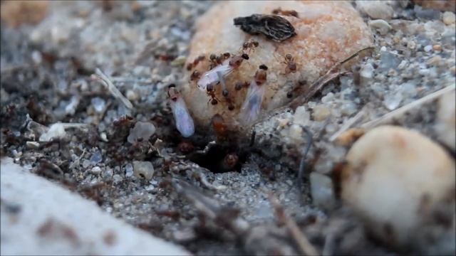 Pheidole bicarinata nuptial flight смотреть онлайн