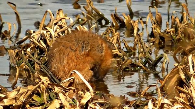 Ондатра прихорашивается смотреть онлайн
