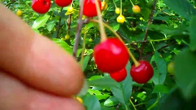 Вишенка зреет