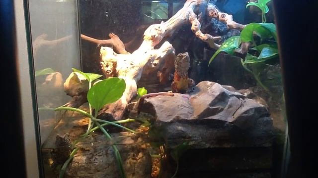 Shinisaurus feeding video смотреть онлайн