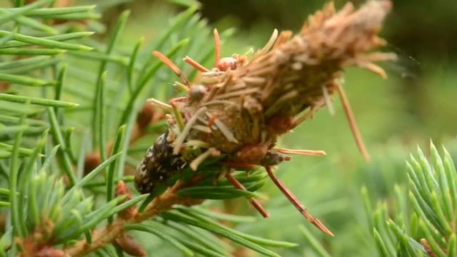 Caterpillar Creating a Cocoon - 2 смотреть онлайн