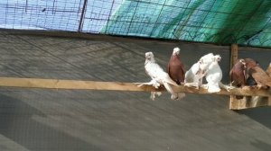 Голуби Эми Узбекские двухчубые голуби 19.11.2021.