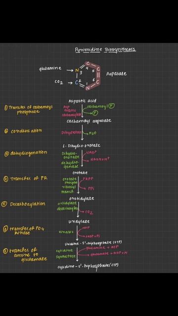 Pyrimidine Biosynthesis