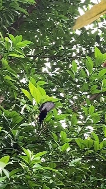 カラスアゲハ？スロー動画 #shorts #カラスアゲハ смотреть онлайн