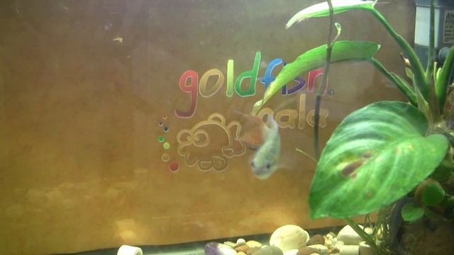 paradise fish смотреть онлайн