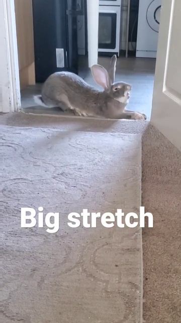 flemish giant rabbit Peter is like a big security dog смотреть онлайн