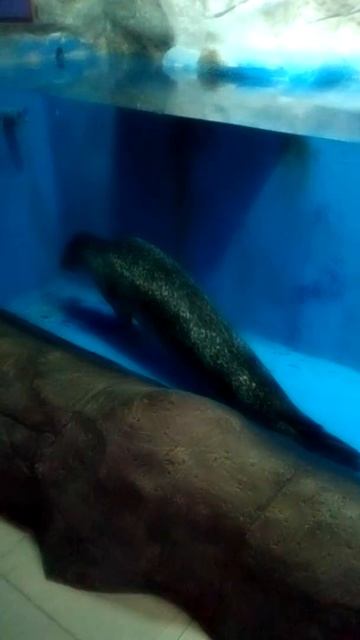 океанариум анапа смотреть онлайн