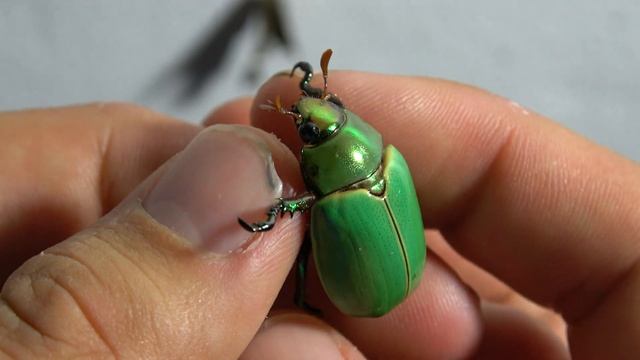Man it looks so edible, tasty and submissive смотреть онлайн