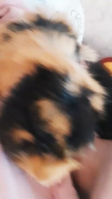 Эмма 65 🐾🐾Морская свинка guinea pig смотреть онлайн