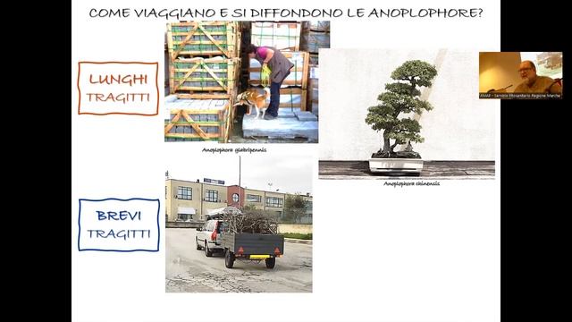 13/12/2022 - 1° seminario ciclo: "PROBLEMATICHE FITOSANITARIE EMERGENTI NEL VERDE URBANO E PUBBLICO смотреть онлайн