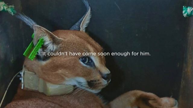 A caracal is released onto our Ukuwela Reserve. смотреть онлайн