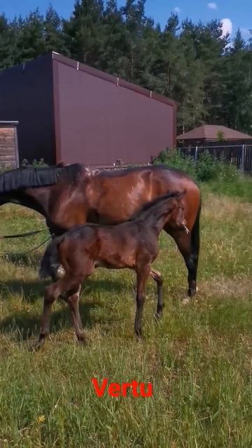 жеребенок Vertu 1 месяц смотреть онлайн