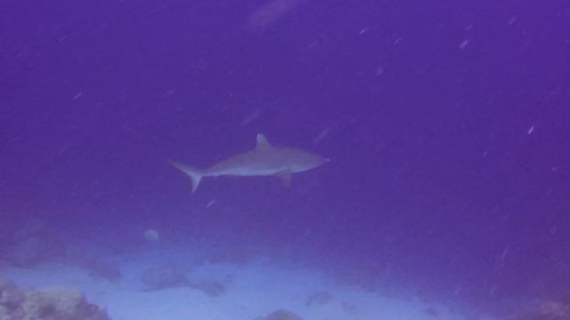 Tiny pilot fish leading the shark смотреть онлайн
