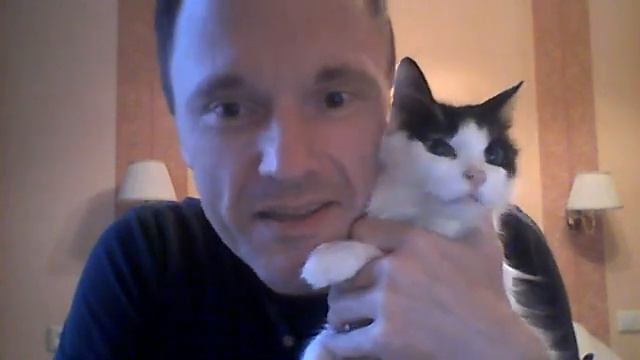 моя маленькая кошка Хаттори смотреть онлайн