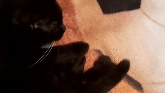 Котик играет шариком со своим хозяином смотреть онлайн