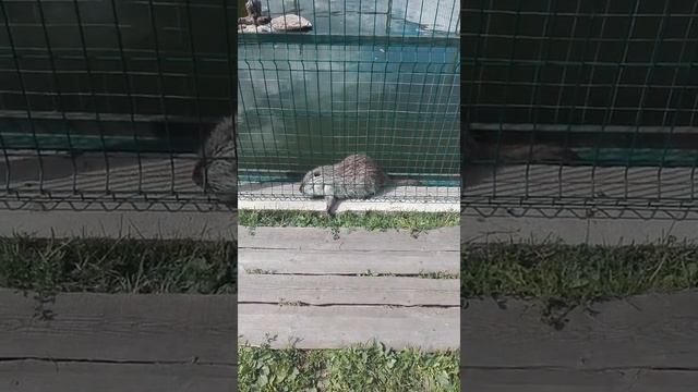 Нутрия ворует травку. смотреть онлайн
