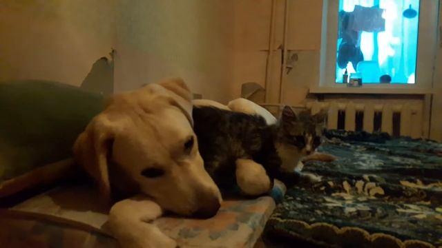 Ash, в прошлой жизни был Лабрадором)) смотреть онлайн