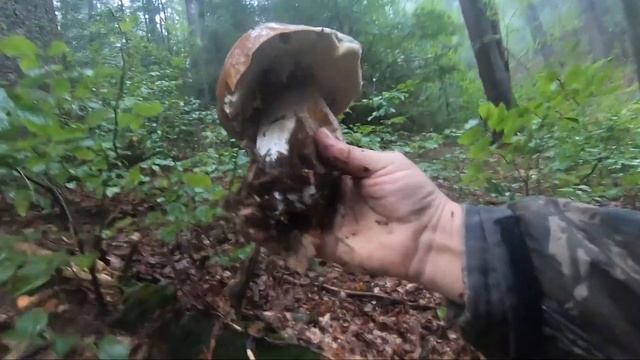 Торунський перевал ,,, похід за Грибами