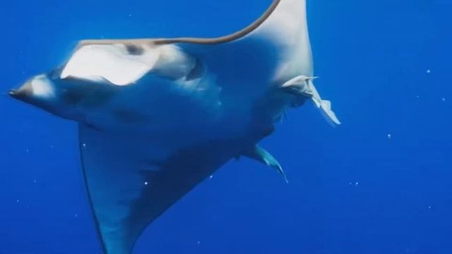 Shoal of Lanternfish смотреть онлайн