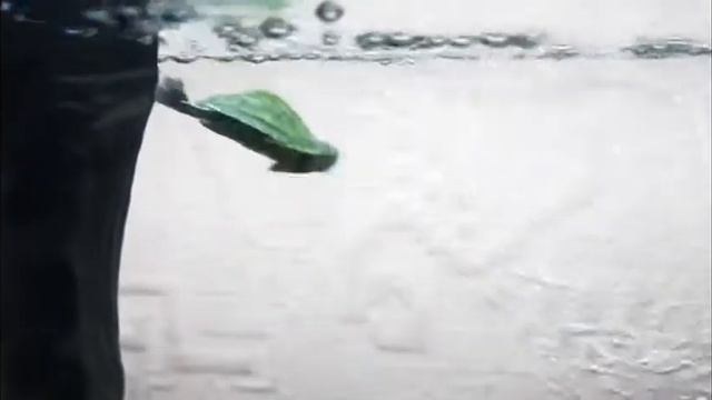 черепешка смотреть онлайн