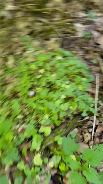 Foraging for fresh Chicken of the Woods смотреть онлайн