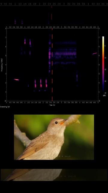 Songbirds: Canary, Chaffinch, Nightingale, Wren & Rosefinch with Frequency Spectrum #FFmpeg #Sox смотреть онлайн