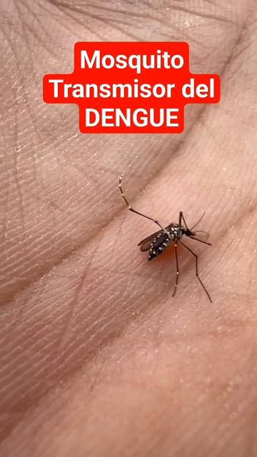 Mosquito🦟Transmisor❌️ del Virus DENGUE. #controldeplagas #shortvideo #pestcontrol #mosquito #dengue смотреть онлайн
