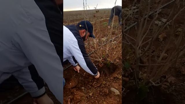 Truffle смотреть онлайн