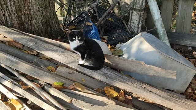 Немного котиков. Наелись) смотреть онлайн